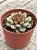 Echeveria swallow - Imagem 2
