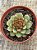Echeveria swallow - Imagem 3
