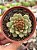 Echeveria swallow - Imagem 1