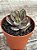 Echeveria nodulosa - Imagem 4