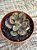 Echeveria nodulosa - Imagem 2