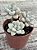 Graptopetalum ellen - Imagem 3