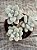Graptopetalum ellen - Imagem 2