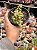 Cotyledon pendens - Imagem 1