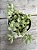 Cotyledon pendens - Imagem 1