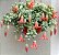Cotyledon pendens - Imagem 2