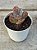 Kalanchoe humilis - Imagem 2