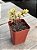 Portulacaria afra variegata (bonsai) - Imagem 2