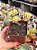 Portulacaria afra variegata (bonsai) - Imagem 1