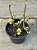 Portulacaria afra variegata (bonsai) - Imagem 2