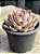 Echeveria orion - Imagem 2