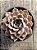 Echeveria orion - Imagem 3