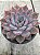 Echeveria orion - Imagem 2