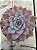 Echeveria orion - Imagem 1