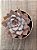 Echeveria orion - Imagem 3