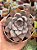 Echeveria orion - Imagem 1