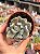 Graptoveria cupid - Imagem 1