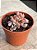 Graptoveria cupid - Imagem 2