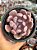 Graptoveria cupid - Imagem 1
