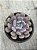 Graptoveria cupid - Imagem 1