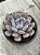 Graptoveria cupid - Imagem 2