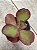 Echeveria David harris - Imagem 2