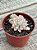 Echeveria prolífica variegata - Imagem 3
