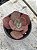 Echeveria nubilum - Imagem 3