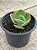 Echeveria papageno - Imagem 3