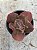 Echeveria whiz-kid (SEM RAIZ) - Imagem 1