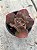 Echeveria whiz-kid (SEM RAIZ) - Imagem 3