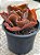 Echeveria whiz-kid - Imagem 3