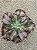 Echeveria whiz-kid (SEM RAIZ) - Imagem 2