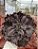 Echeveria whiz-kid - Imagem 2