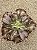 Echeveria whiz-kid - Imagem 2