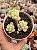 Sedum clavatum - Imagem 1