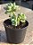 Sedum clavatum - Imagem 2