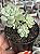Sedum clavatum - Imagem 1