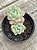 Sedum clavatum - Imagem 2