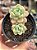 Sedum clavatum - Imagem 1