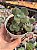 Crassula cordata - Imagem 1