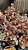 Crassula cordata - Imagem 2