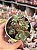 Crassula cordata - Imagem 1