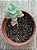 Crassula cordata - Imagem 4
