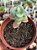 Crassula cordata - Imagem 1