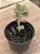Crassula cordata - Imagem 3