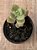 Crassula cordata - Imagem 4