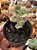 Crassula cordata - Imagem 1
