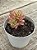 Sedum joyce tulloch variegata - Imagem 2