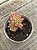 Sedum joyce tulloch variegata - Imagem 3